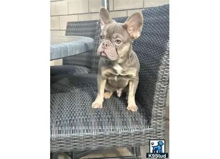 a french bulldog dog sitting on a chair